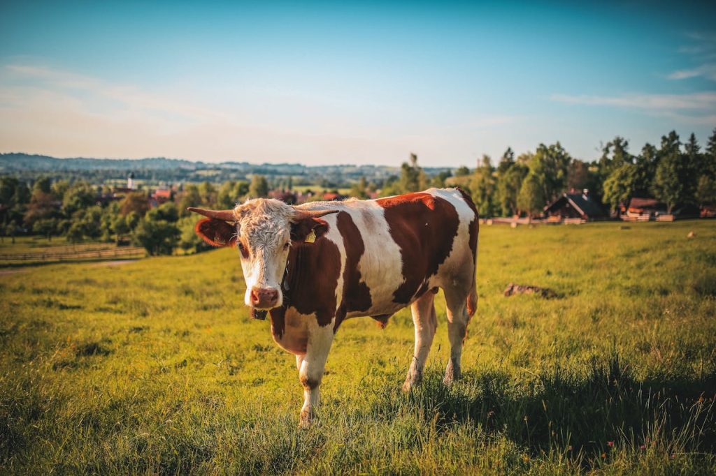 brown-and-white-cow-457447 Brown and white cow standing in a lush green pasture on a sunny day.