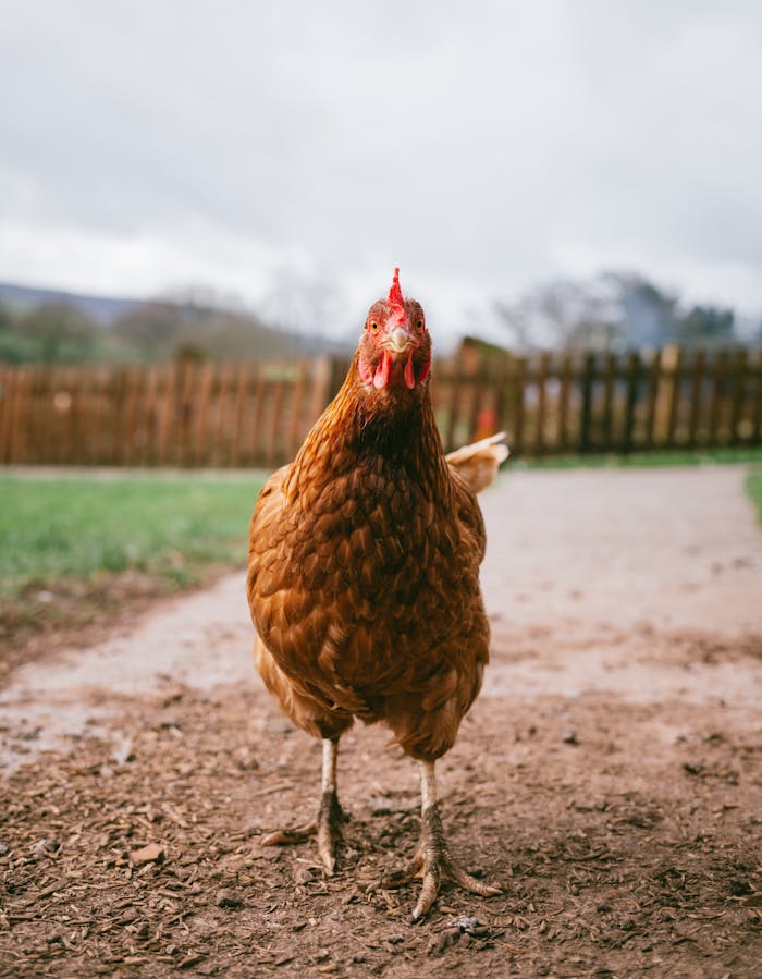 hen-in-the-yard-11269493 A free-range hen stands on a rural path, surrounded by countryside scenery.