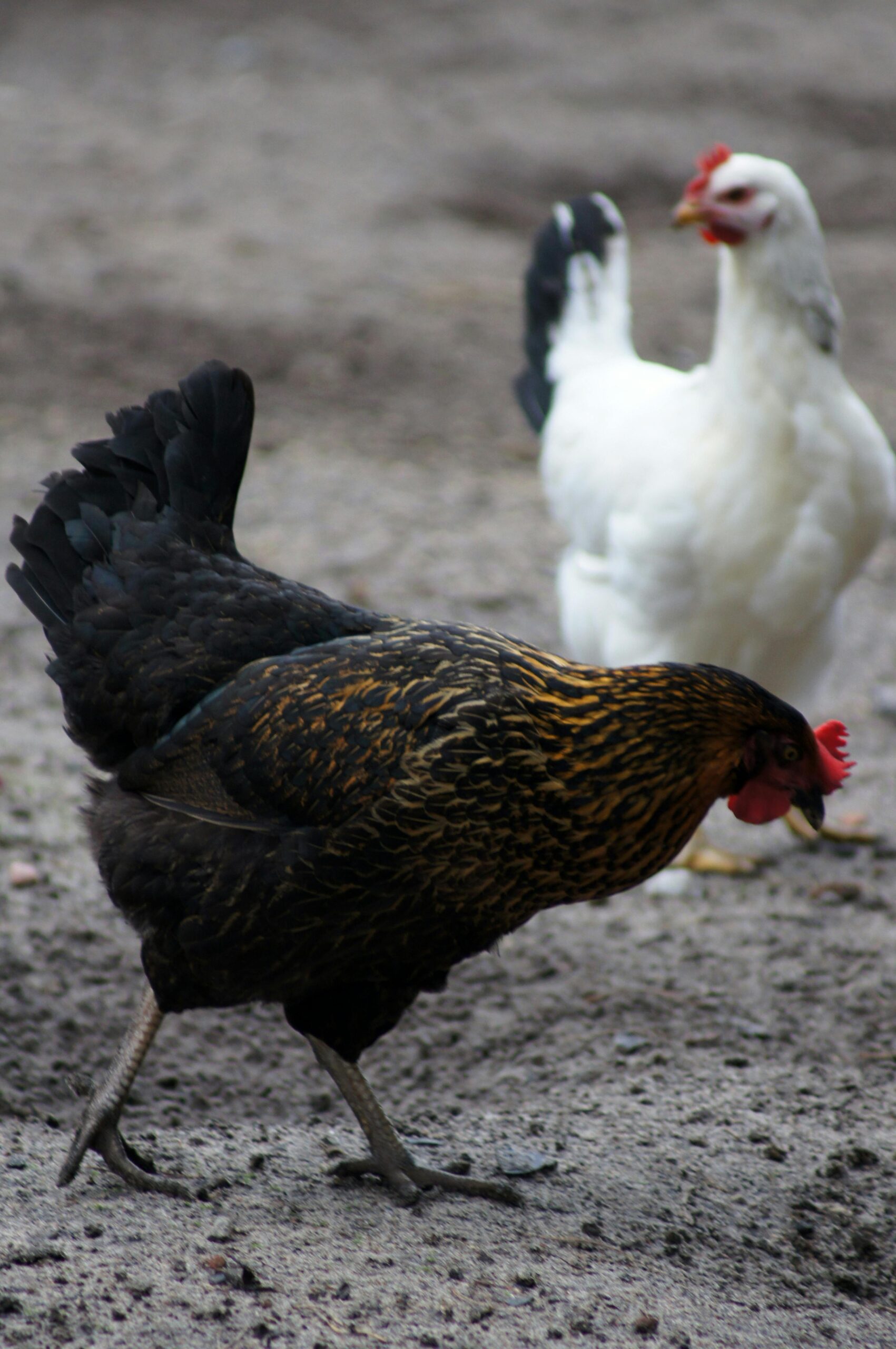 A brown and a white chicken exploring a rural farmyard outdoors.